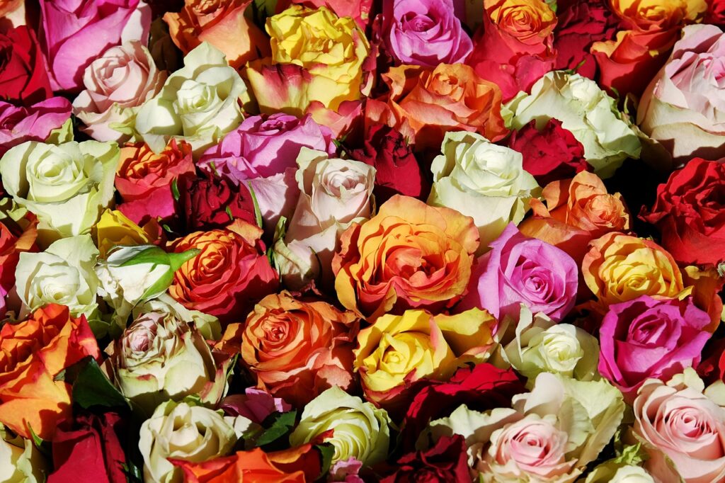 Photograph of multicolored roses in red, yellow, white, pink, and orange, densely packed together